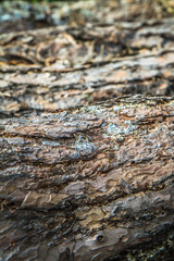  Raw of tree trunks in a close up