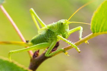 Green grasshopper sitting on tree in the garden