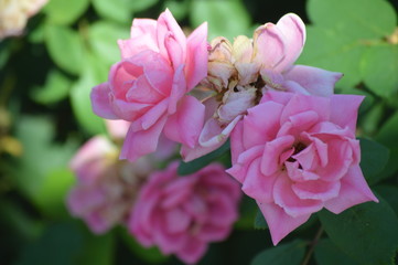 Thomasville rose garden 0305
