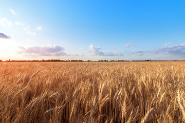 the wheat field the colors of paints / the nature of the early summer just before sunset