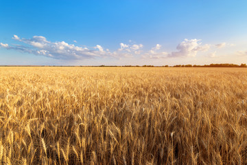 the wheat field the colors of paints / the nature of the early summer just before sunset