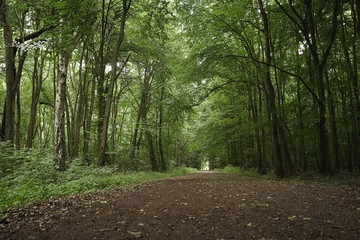 Waldweg