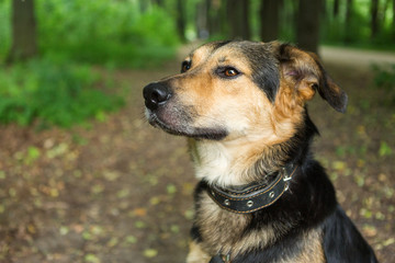 Portrait of a smart stray dog