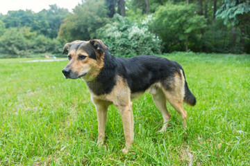 Portrait of a sad stray dog