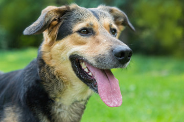 Portrait of a sad stray dog