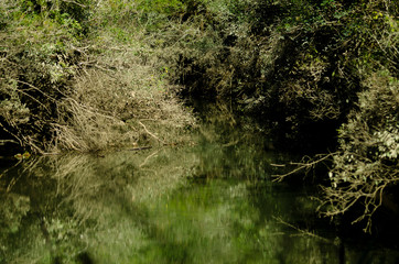 Natureza verde, lagos e plantas