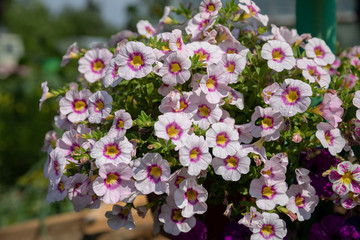Beautiful blooming flowers in garden, summer background