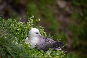 northern fulmar