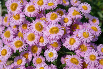 Colorful chamomile in garden, summer background