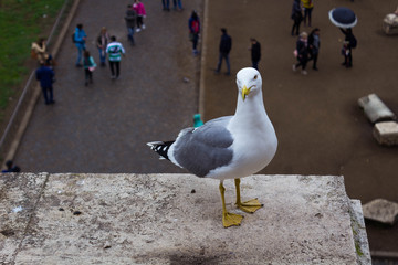 White seagull on the ledge of a building