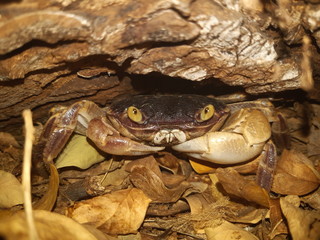 Geograpsus grayi