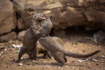 Two Common dwarf mongoose fighting in Kruger National park, South Africa ; Specie Helogale parvula family of Herpestidae