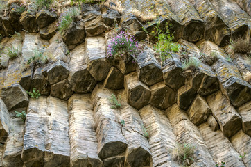 On the sunny side in the cracks of rocks from basalt columns in the summer in the gorge Garni in...