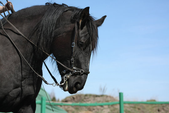 Riding a black mare with curb bit and cavesson. Academic dressage, Portrait, close.