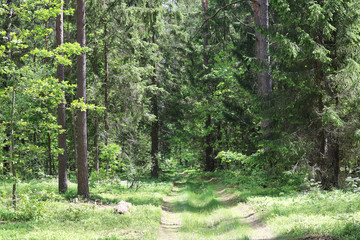 Obraz premium forest trail