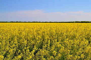 Obraz premium Pole rzepaku. Globalny biznes. Międzynarodowy zespół biznesowy. Sieć globalna. pole ilustracji kwiat rzepaku.