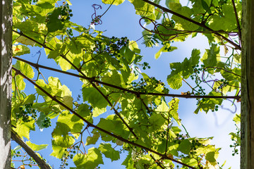 Decorative and shading grapes wine tree growing above a passage, a bridge in a peaceful garden