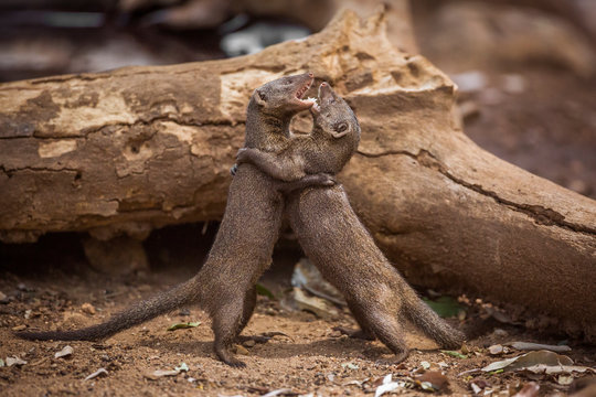 Two Common dwarf mongoose fighting in Kruger National park, South Africa ; Specie Helogale parvula family of Herpestidae