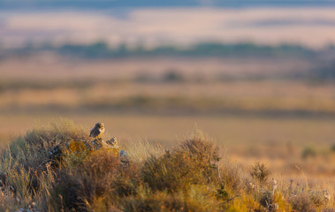 LITTLE OWL - MOCHUELO COMUN (Athene noctua)