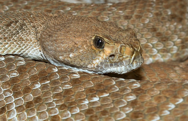 Obraz premium Portrait of Red diamond rattlesnake (Crotalus ruber) 