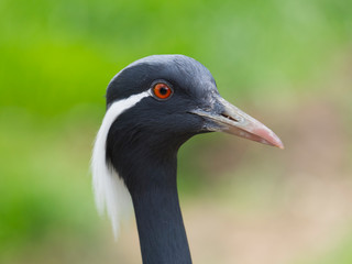 Close up detail profile portrait of beautiful Demoiselle Crane, Anthropoides virgo, focus on red eye. Bird in green nature habitat. Wildlife scene, crane portrait. Bokeh green grass backgoround