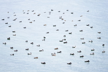 Group raft of many eider ducks paddling on the sea water