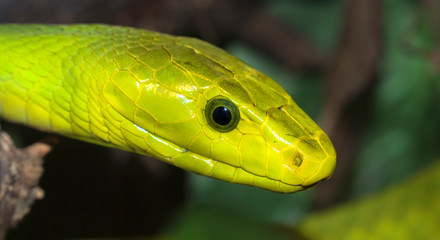 Portrait of Green Mamba (Dendroaspis angusticeps)