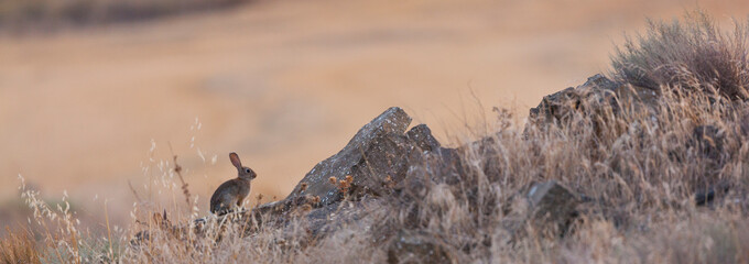 EUROPEAN RABBIT O COMMON RABBIT(Oryctolagus cuniculus)