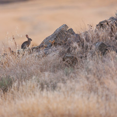 EUROPEAN RABBIT O COMMON RABBIT(Oryctolagus cuniculus)