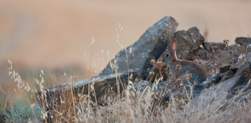 EUROPEAN RABBIT O COMMON RABBIT(Oryctolagus cuniculus)