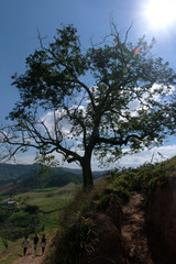 Obraz na płótnie Canvas árvore, sol e os três