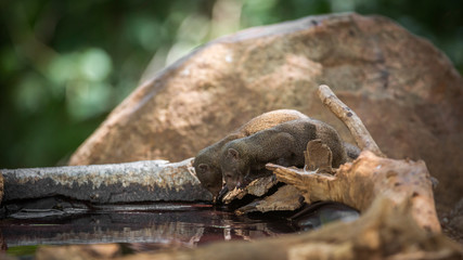 Two Common dwarf mongoose drinking in water pond in Kruger National park, South Africa ; Specie...
