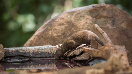 Two Common dwarf mongoose drinking in water pond in Kruger National park, South Africa ; Specie Helogale parvula family of Herpestidae