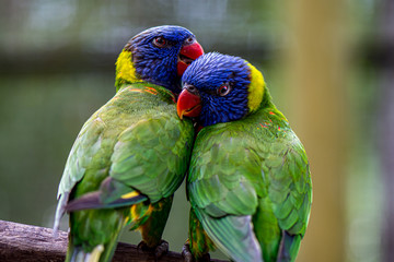 Birds in Love