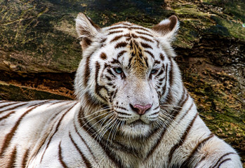 portrait of a tiger