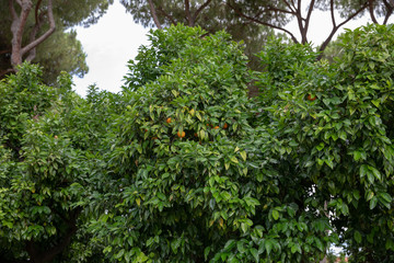 Panoramic view of Orange Garden (Giardino degli Aranci) on Aventino Hill