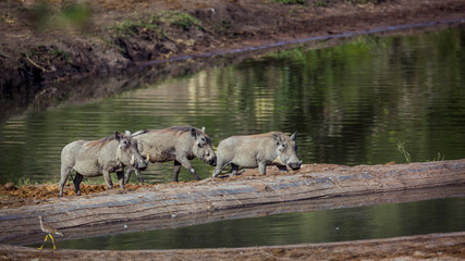 Fototapeta premium Three Common warthog walking in lake side in Kruger National park, South Africa ; Specie Phacochoerus africanus family of Suidae