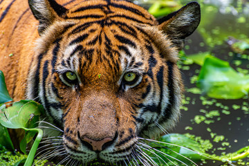portrait of a tiger