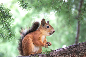 red squirrel on a tree