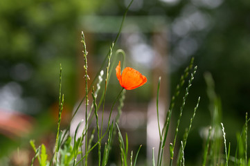 one red poppy in a field 