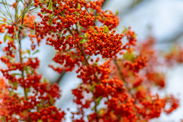 Red berries of the hawthorn grow on the branches. Small red berries with green leaves. Hawthorn autumn berries. Soft focus.