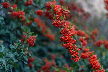 Nature blurred background. Shallow depth of field. Hawthorn autumn berries. Decorative bush with red berries.