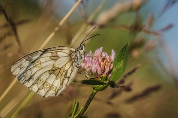 Close up image of marbled white butterfly, Melanargia galathea, sitting on purple flower of clover growing in a meadow on a bright sunny day. Blurry background with grass and blue sky.