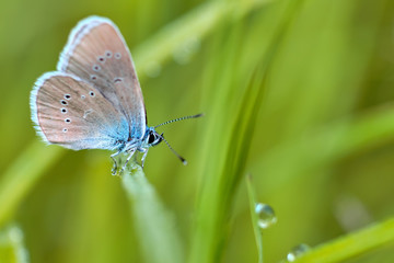 a small blue butterfly sits on the grass in summer meadow. Polyommatus icarus