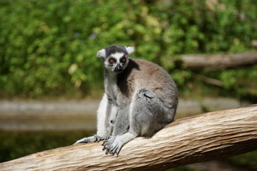 Katta (Lemur catta)