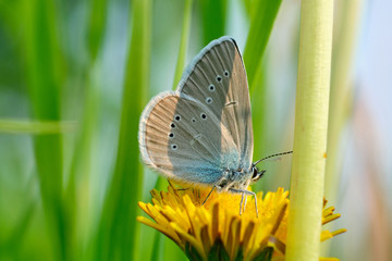 Common Blue butterfly sitting on a dandelion