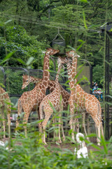 動物園のキリン