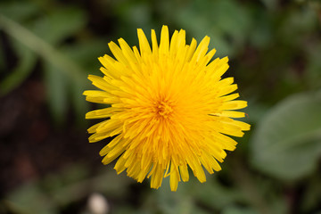 dandelion in the grass