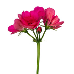 Side view of single blooming branch of pink Geranium flowers. Isolated on white background.