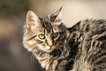 Cute kitten outdoor in summer 